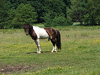 Dateiname=Bild4_012.jpg
Dateigröße=1423KB
Abmessungen: 2048x1536
hinzugefügt am: 26. August 2007 Bild4_012.jpg