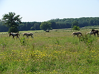 Dateiname=Bild4_014.jpg
Dateigröße=1395KB
Abmessungen: 2048x1536
hinzugefügt am: 26. August 2007 Bild4_014.jpg