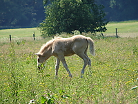 Dateiname=Bild4_015.jpg
Dateigröße=1369KB
Abmessungen: 2048x1536
hinzugefügt am: 26. August 2007 Bild4_015.jpg