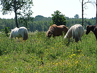 Dateiname=Bild4_019.jpg
Dateigröße=1436KB
Abmessungen: 2048x1536
hinzugefügt am: 26. August 2007 Bild4_019.jpg