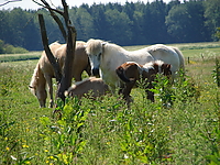 Dateiname=Bild4_021.jpg
Dateigröße=1429KB
Abmessungen: 2048x1536
hinzugefügt am: 26. August 2007 Bild4_021.jpg