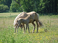 Dateiname=Bild4_023.jpg
Dateigröße=1383KB
Abmessungen: 2048x1536
hinzugefügt am: 26. August 2007 Bild4_023.jpg