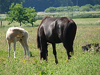 Dateiname=Bild4_024.jpg
Dateigröße=1377KB
Abmessungen: 2048x1536
hinzugefügt am: 26. August 2007 Bild4_024.jpg