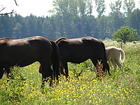 Dateiname=Bild4_026.jpg
Dateigröße=1486KB
Abmessungen: 2048x1536
hinzugefügt am: 26. August 2007 Bild4_026.jpg