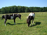 Dateiname=Bild4_028.jpg
Dateigröße=1474KB
Abmessungen: 2048x1536
hinzugefügt am: 26. August 2007 Bild4_028.jpg