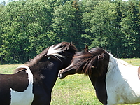 Dateiname=Bild4_031.jpg
Dateigröße=1504KB
Abmessungen: 2048x1536
hinzugefügt am: 26. August 2007 Bild4_031.jpg