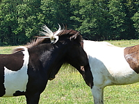 Dateiname=Bild4_032.jpg
Dateigröße=1424KB
Abmessungen: 2048x1536
hinzugefügt am: 26. August 2007 Bild4_032.jpg