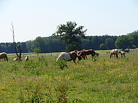 Dateiname=Bild4_034.jpg
Dateigröße=1442KB
Abmessungen: 2048x1536
hinzugefügt am: 26. August 2007 Bild4_034.jpg