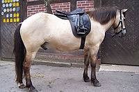 Dateiname=100_1298.JPG
Dateigröße=1131KB
Abmessungen: 2560x1706
hinzugefügt am: 26. August 2007 100_1298.JPG