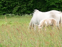 Dateiname=45345hlk2.jpg
Dateigröße=116KB
Abmessungen: 640x480
hinzugefügt am: 26. August 2007 45345hlk2.jpg