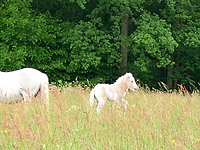 Dateiname=9034kojkld.jpg
Dateigröße=118KB
Abmessungen: 640x480
hinzugefügt am: 26. August 2007 9034kojkld.jpg