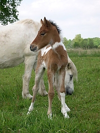 Dateiname=fohlen_2006_2_(5).jpg
Dateigröße=106KB
Abmessungen: 480x640
hinzugefügt am: 26. August 2007 fohlen_2006_2_(5).jpg