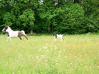 Dateiname=fohlengalopp_5.jpg
Dateigröße=117KB
Abmessungen: 640x480
hinzugefügt am: 26. August 2007 fohlengalopp_5.jpg