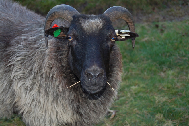 Klicken für Bild in voller Größe