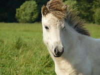 Stutenweide_Sep_07_017.jpg