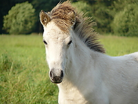 Stutenweide_Sep_07_019.jpg