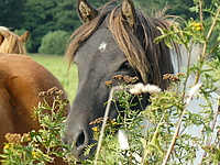 Stutenweide_Sep_07_082.jpg